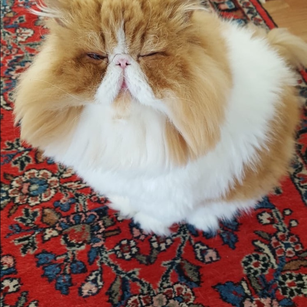 Meet your Posher, Albert